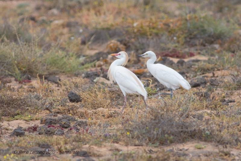Koereiger